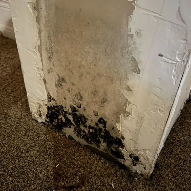 Professional Mold Removal in Forrest City, AR